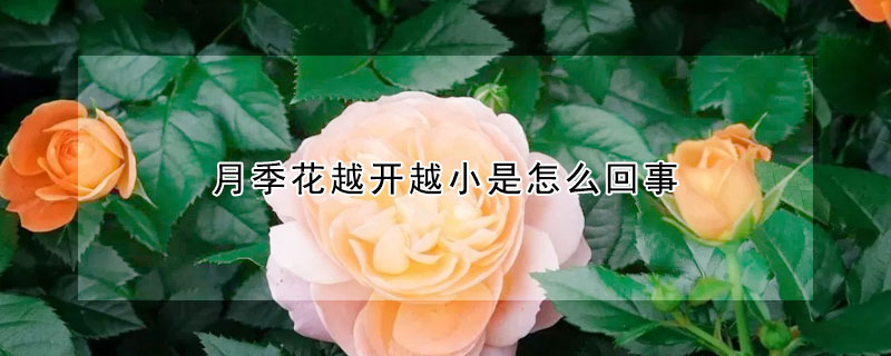 月季花越開越小是怎么回事