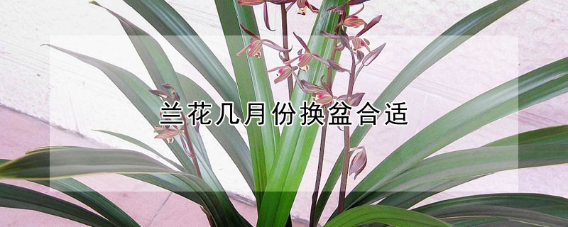 蘭花幾月份換盆合適