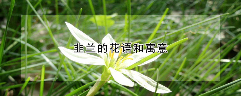 韭蘭的花語(yǔ)和寓意