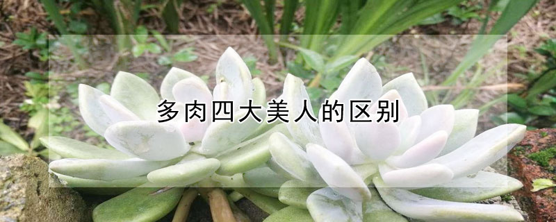 多肉四大美人的區(qū)別