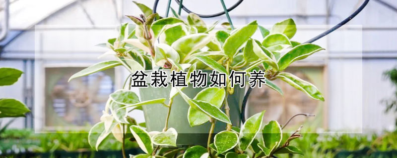 盆栽植物如何養(yǎng)