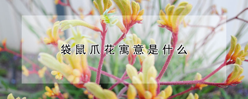 袋鼠爪花寓意是什么