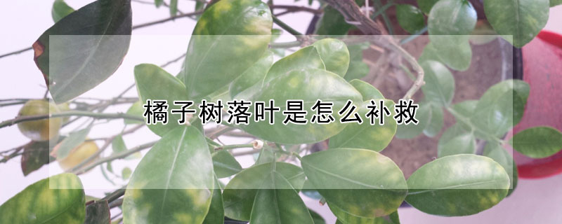 橘子樹落葉是怎么補救