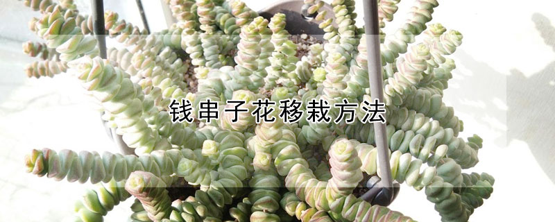 錢串子花移栽方法