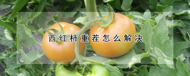 西紅柿重茬怎么解決