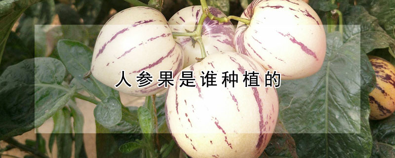 人參果是誰(shuí)種植的