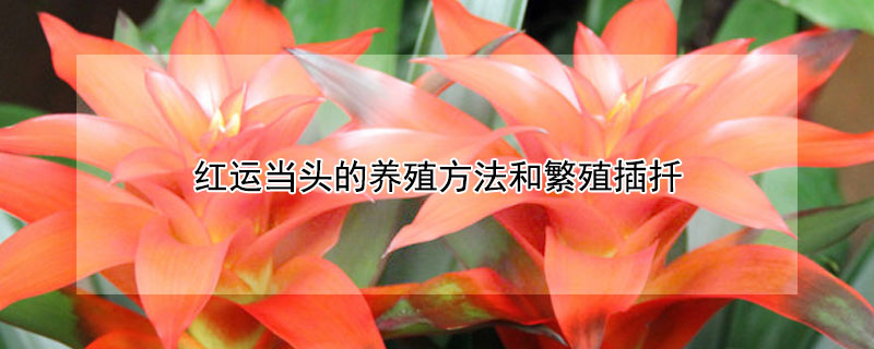 紅運(yùn)當(dāng)頭的養(yǎng)殖方法和繁殖插扦