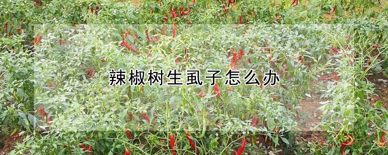 辣椒樹生虱子怎么辦