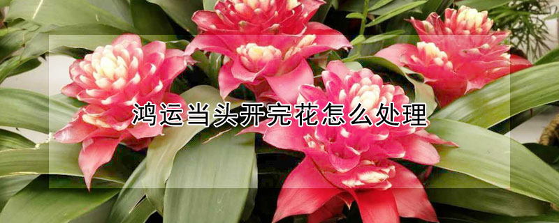 鴻運當頭開完花怎么處理