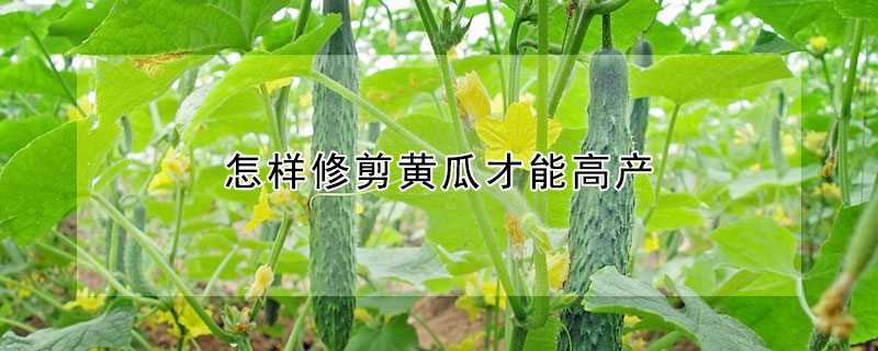 怎樣修剪黃瓜才能高產(chǎn)