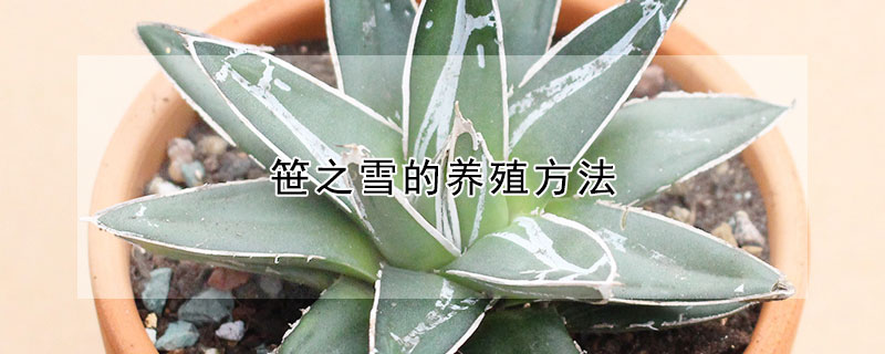 笹之雪的養殖方法