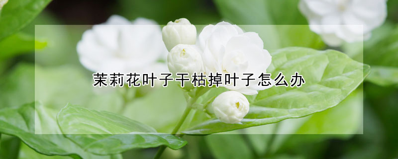 茉莉花葉子干枯掉葉子怎么辦