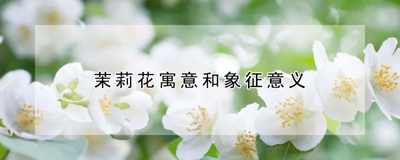 茉莉花寓意和象征意義