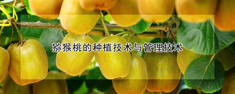 獼猴桃的種植技術(shù)與管理技術(shù)