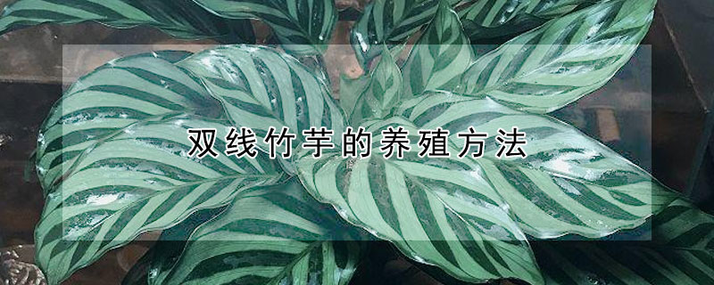 雙線竹芋的養(yǎng)殖方法