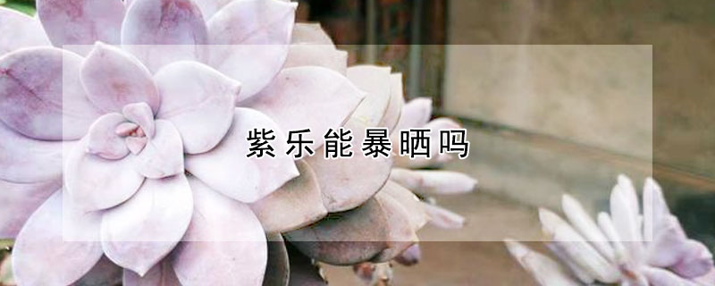 紫樂(lè)能暴曬嗎