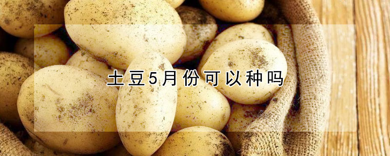 土豆5月份可以種嗎