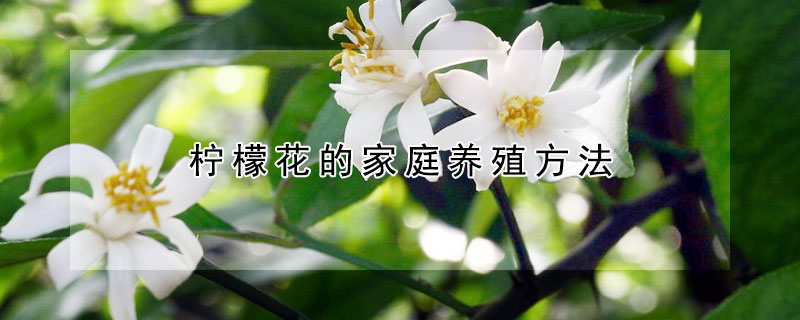 檸檬花的家庭養(yǎng)殖方法