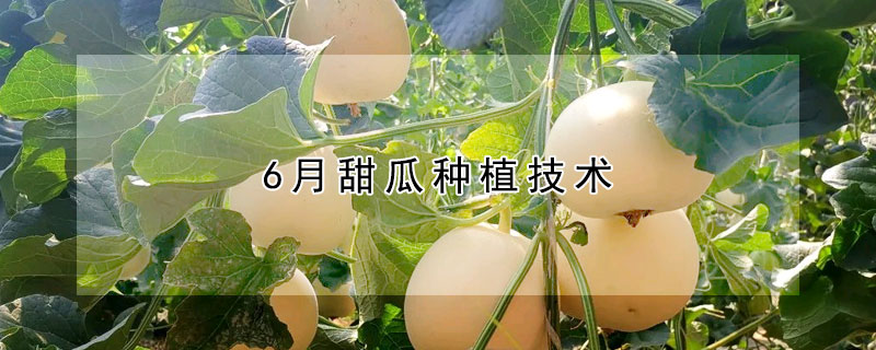 6月甜瓜種植技術(shù)