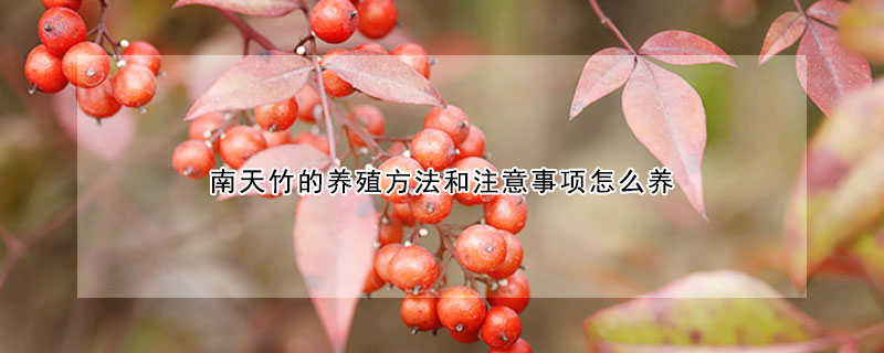 南天竹的養(yǎng)殖方法和注意事項(xiàng)怎么養(yǎng)