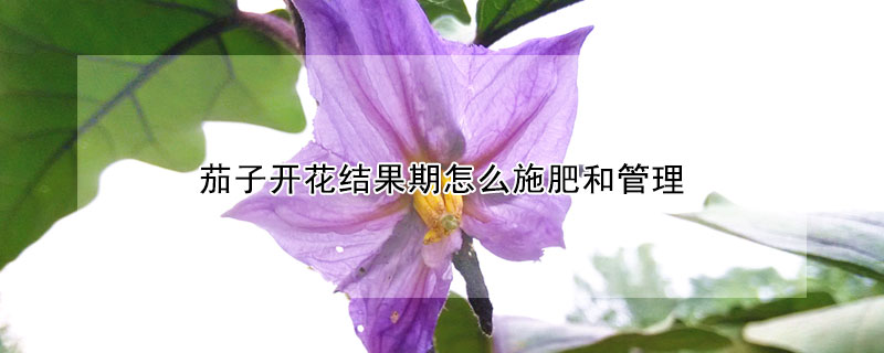 茄子開(kāi)花結(jié)果期怎么施肥和管理