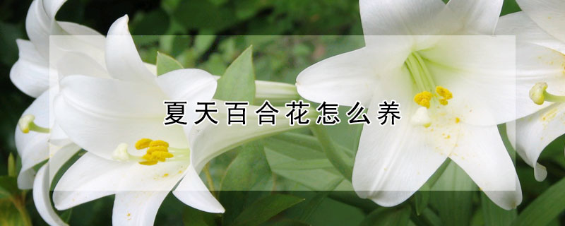 夏天百合花怎么養