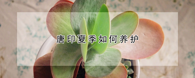 唐印夏季如何養(yǎng)護(hù)