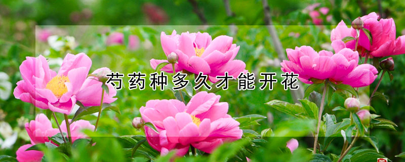 芍藥種多久才能開(kāi)花