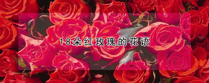 18朵紅玫瑰的花語