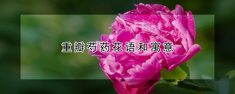 重瓣芍藥花語和寓意