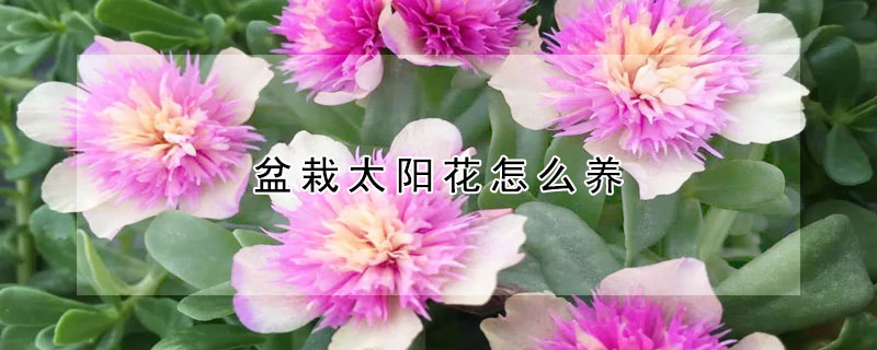 盆栽太陽花怎么養(yǎng)