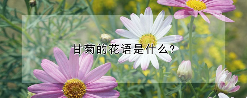 甘菊的花語是什么?