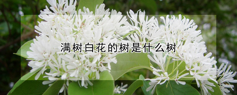 滿樹白花的樹是什么樹