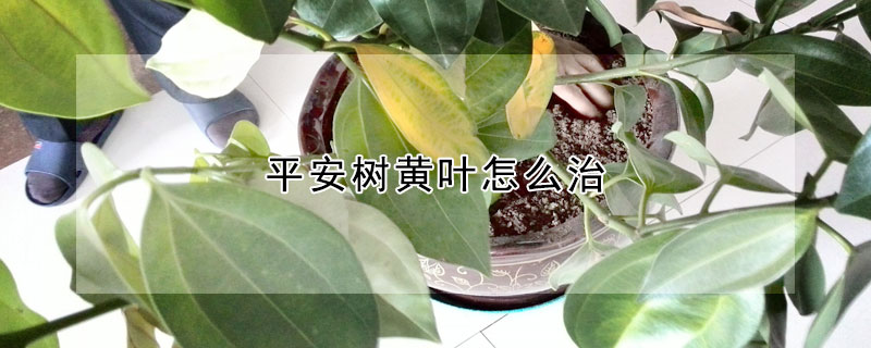 平安樹黃葉怎么治