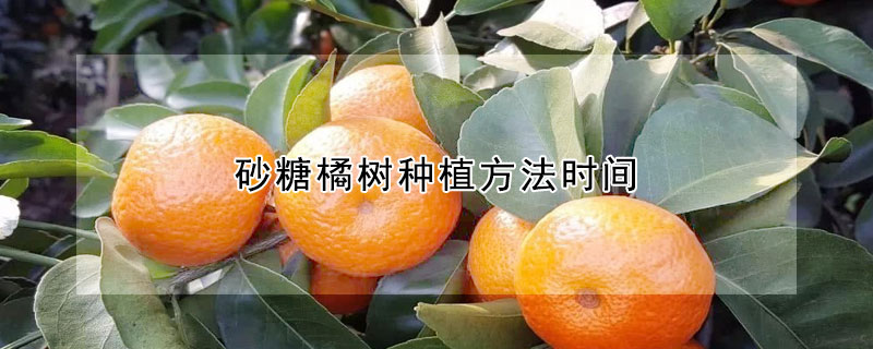 砂糖橘樹種植方法時(shí)間