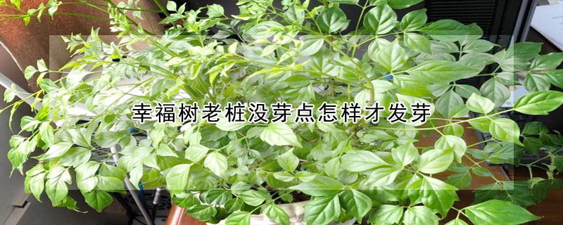 幸福樹老樁沒芽點怎樣才發芽