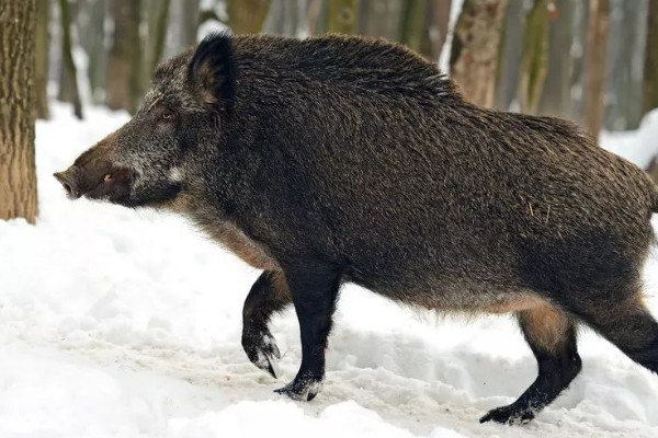 野豬是什么動物