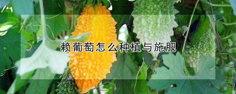 賴葡萄怎么種植與施肥