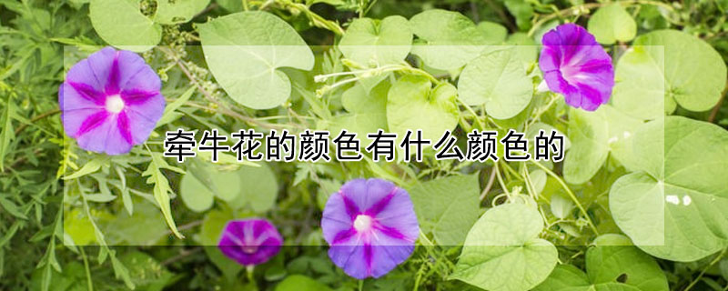 牽牛花的顏色有什么顏色的