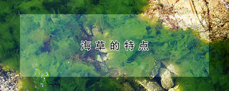 海草的特點