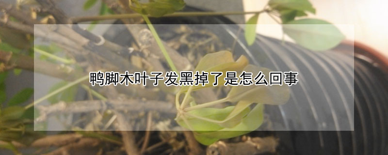 鴨腳木葉子發黑掉了是怎么回事