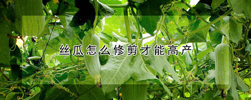 絲瓜怎么修剪才能高產(chǎn)