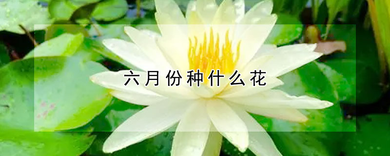 六月份種什么花