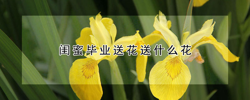 閨蜜畢業送花送什么花