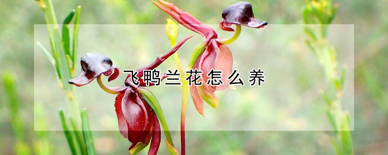 飛鴨蘭花怎么養(yǎng)