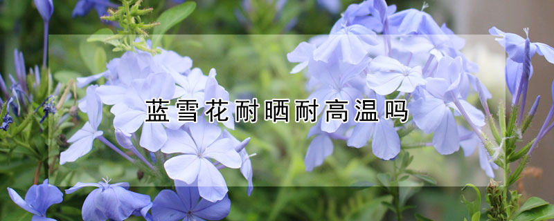 藍(lán)雪花耐曬耐高溫嗎