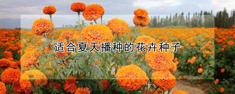 適合夏天播種的花卉種子