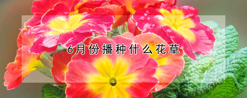 6月份播種什么花草