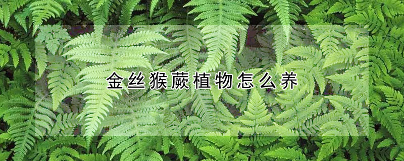 金絲猴蕨植物怎么養(yǎng)