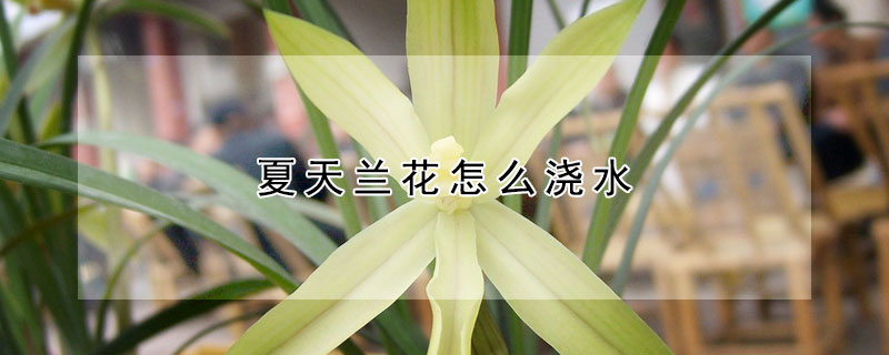 夏天蘭花怎么澆水